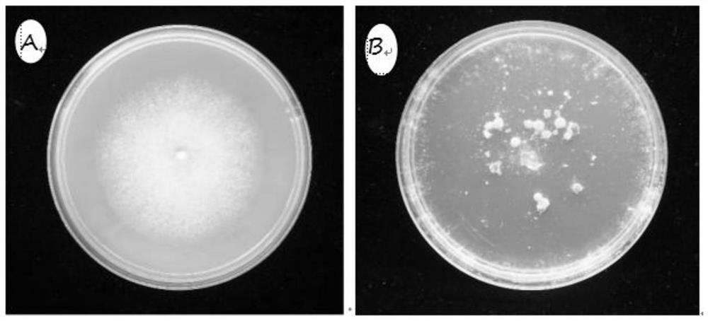 Phanerochaete swelled strain for promoting germination of orchidaceae seeds and application thereof