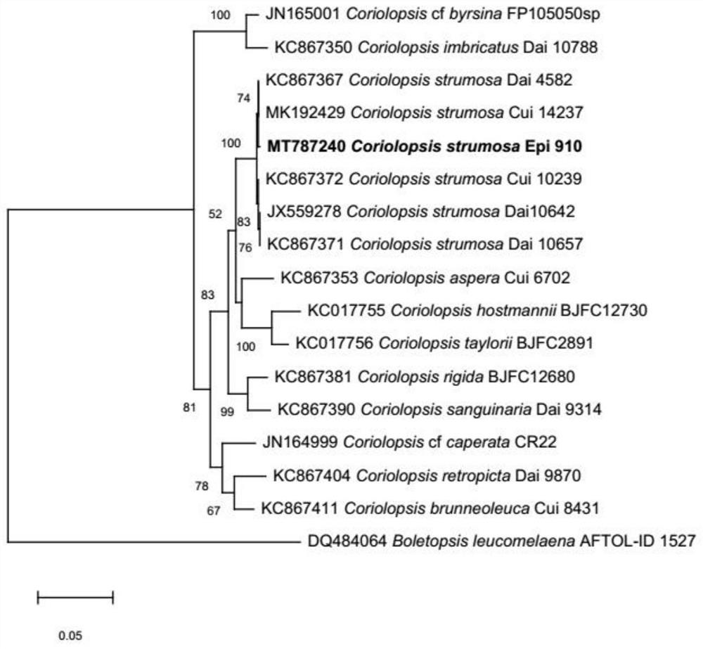 Phanerochaete swelled strain for promoting germination of orchidaceae seeds and application thereof