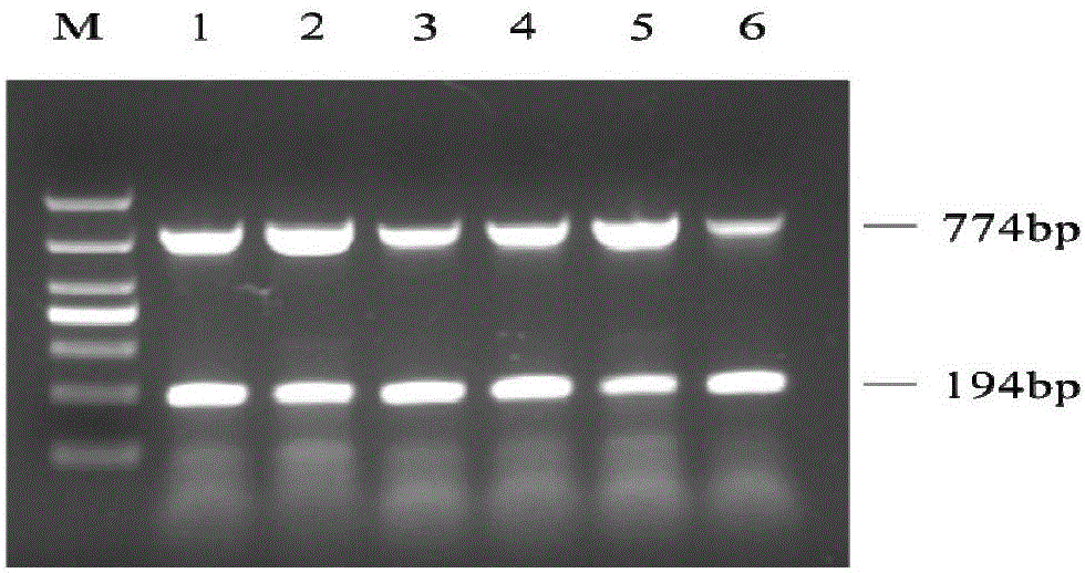 Multiple-PCR (polymerase chain reaction) detection and warning method for sweet potato chlorotic stunt virus (SPCSV) and sweet potato twin virus (Sweepoviruses) in sweet potato roots