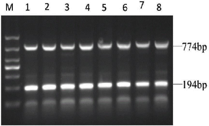 Multiple-PCR (polymerase chain reaction) detection and warning method for sweet potato chlorotic stunt virus (SPCSV) and sweet potato twin virus (Sweepoviruses) in sweet potato roots