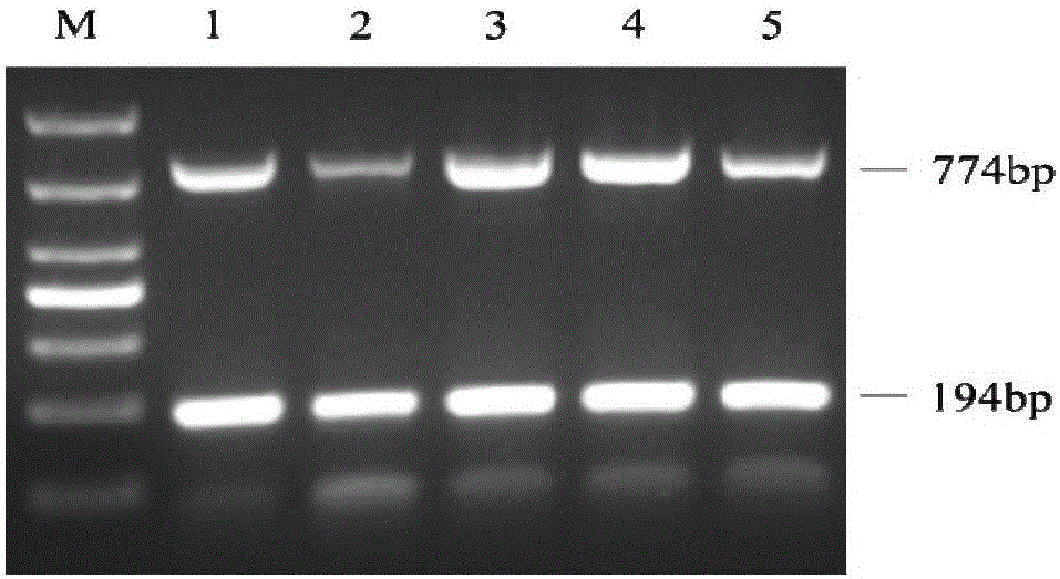 Multiple-PCR (polymerase chain reaction) detection and warning method for sweet potato chlorotic stunt virus (SPCSV) and sweet potato twin virus (Sweepoviruses) in sweet potato roots