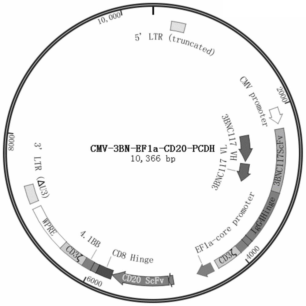 Preparation method and application of CAR-T cell taking HIV-1 gp120 and CD20 as double targets