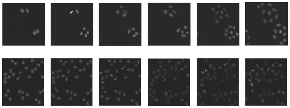 Double-layer multi-Bernoulli random finite ant colony multi-cell tracking method