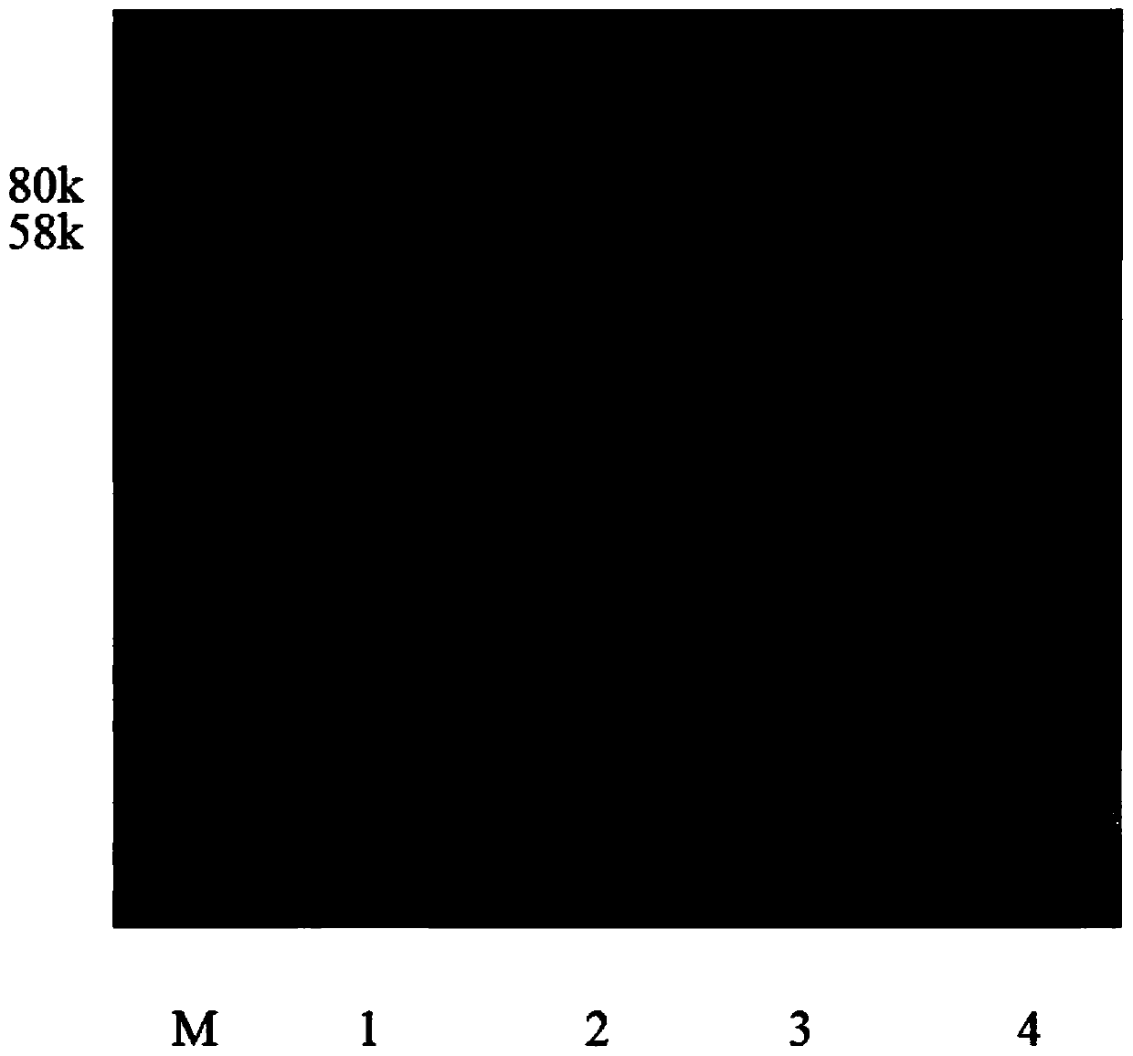 Method for removing recombinant protein endotoxin by GEM