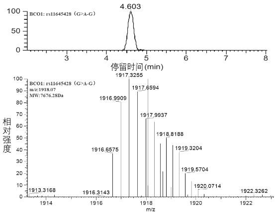 Single-base extension primer group and method for detecting polymorphism of vitamin A metabolism related gene