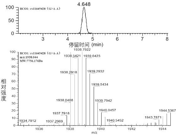 Single-base extension primer group and method for detecting polymorphism of vitamin A metabolism related gene