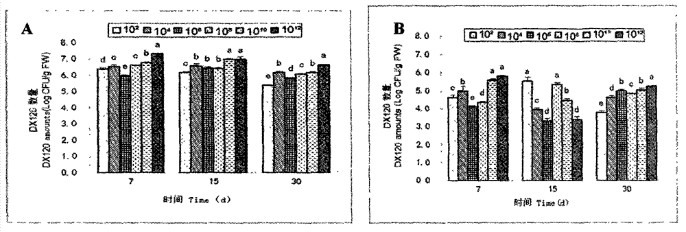 Method for introducing nitrogen-fixing bacteria into sugarcane tissue culture seedlings