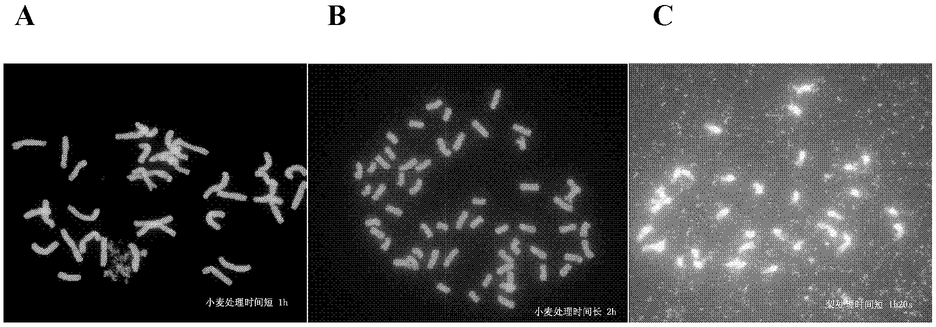 Improved method for detecting and identifying transgenic wheat with high sensitivity and high efficiency