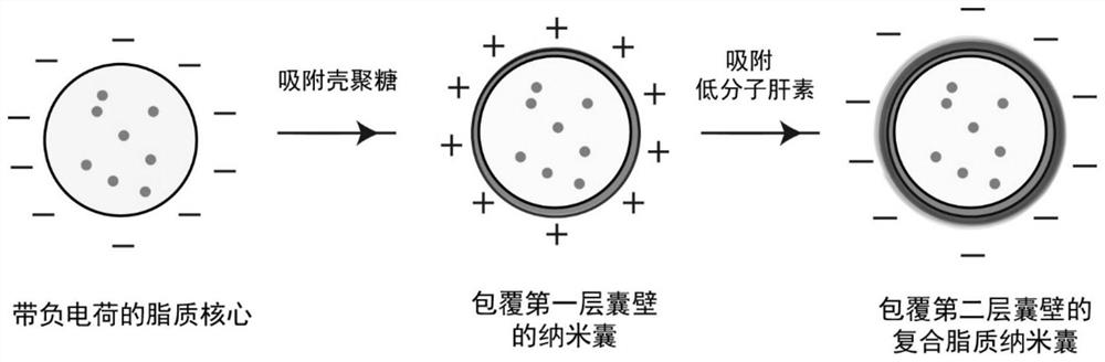 Composite lipid nanocapsule composition and preparation method and application thereof