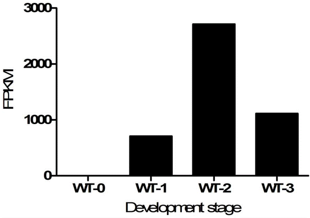 Identification and applications of plant anther-specific expression promoter pTaASG042