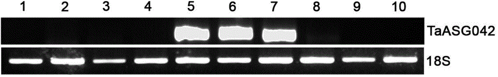 Identification and applications of plant anther-specific expression promoter pTaASG042