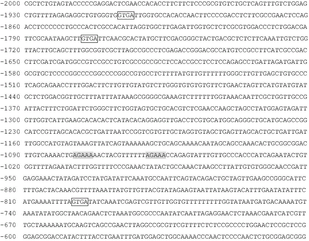 Identification and applications of plant anther-specific expression promoter pTaASG042