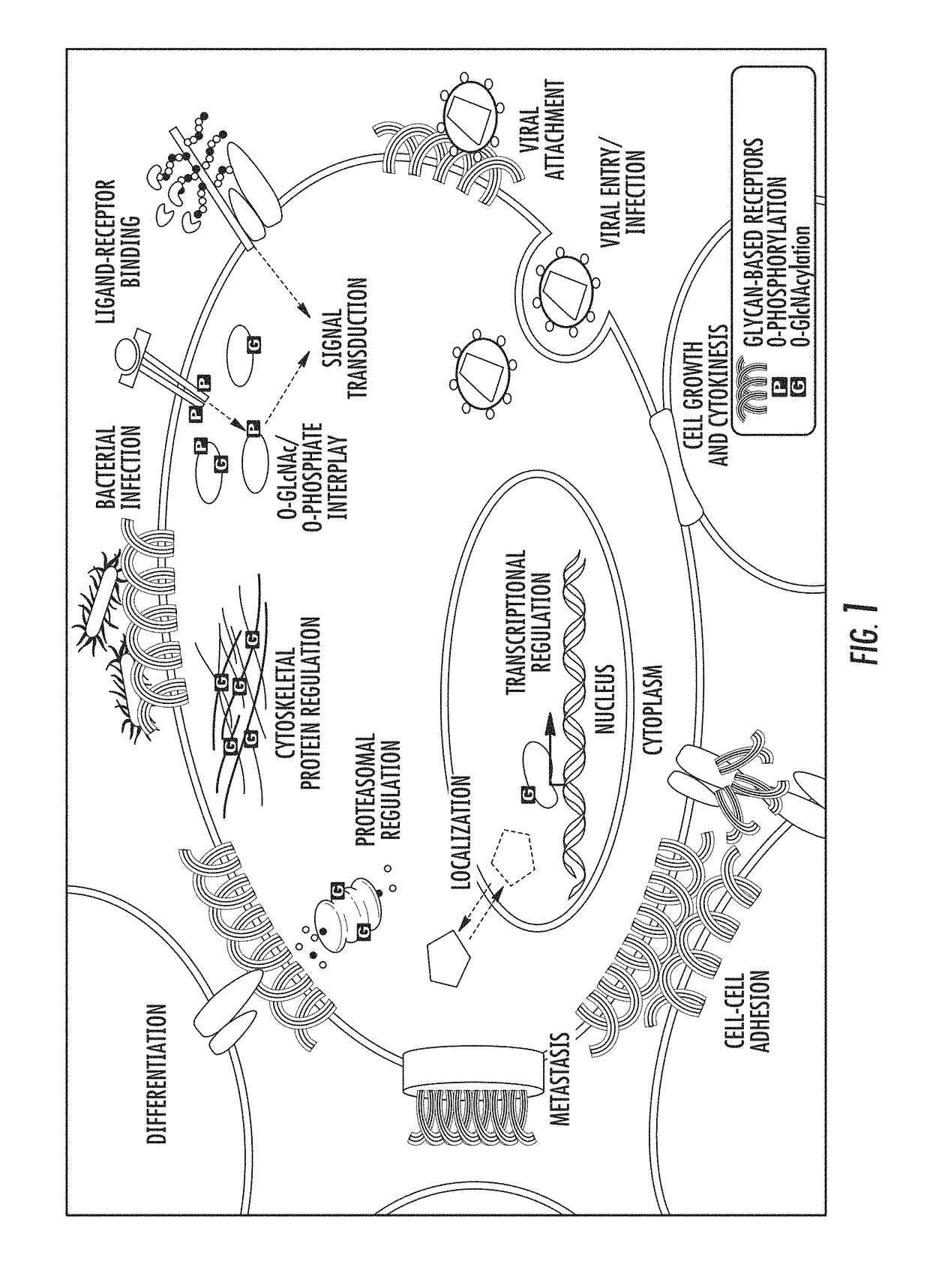 Mass spectrometry imaging of glycans from tissue sections and improved analyte detection methods