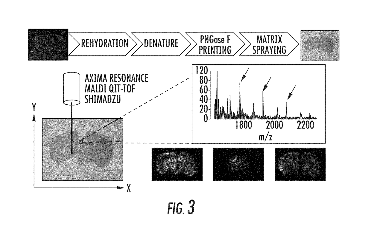 Mass spectrometry imaging of glycans from tissue sections and improved analyte detection methods