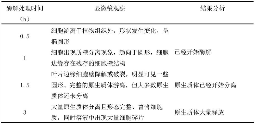 A kind of preparation method of carnation leaf protoplast