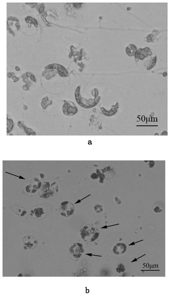 A kind of preparation method of carnation leaf protoplast