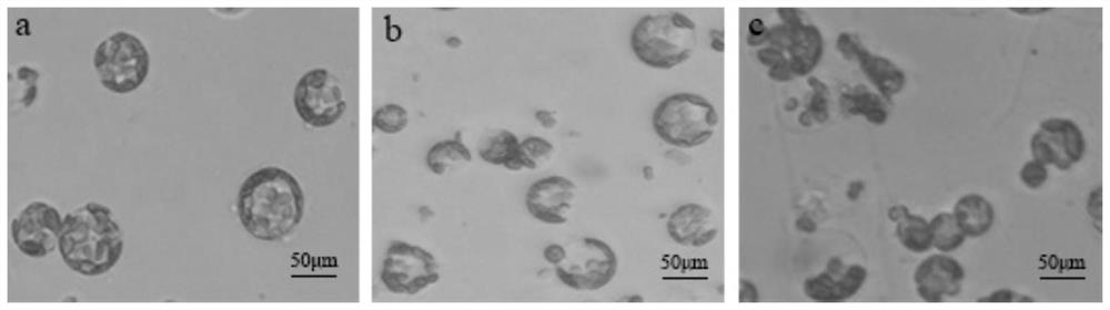 A kind of preparation method of carnation leaf protoplast