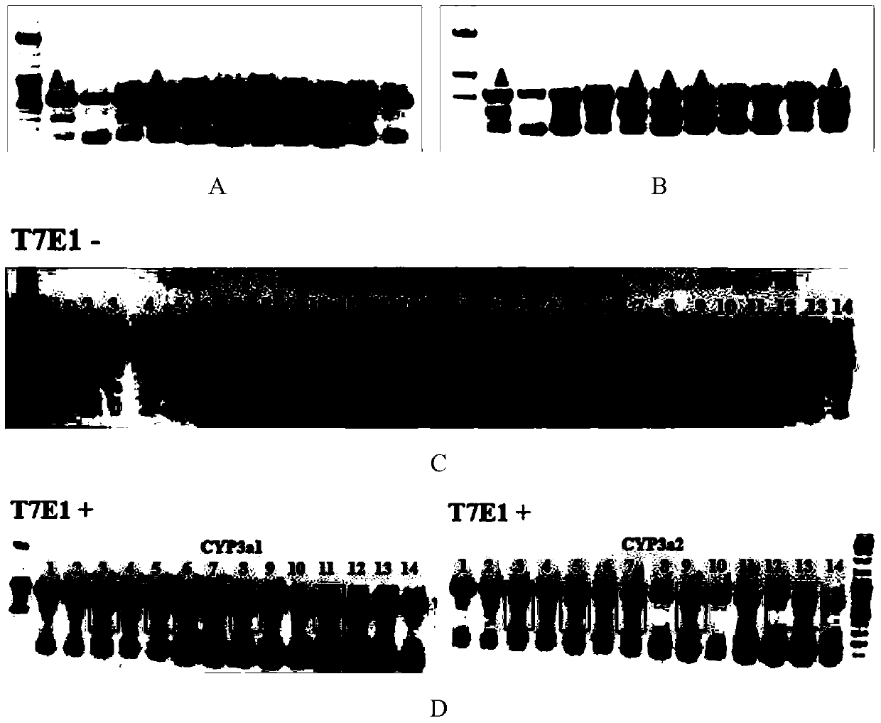 Cultivation method of cyp gene knockout rat and preparation method of liver microsome