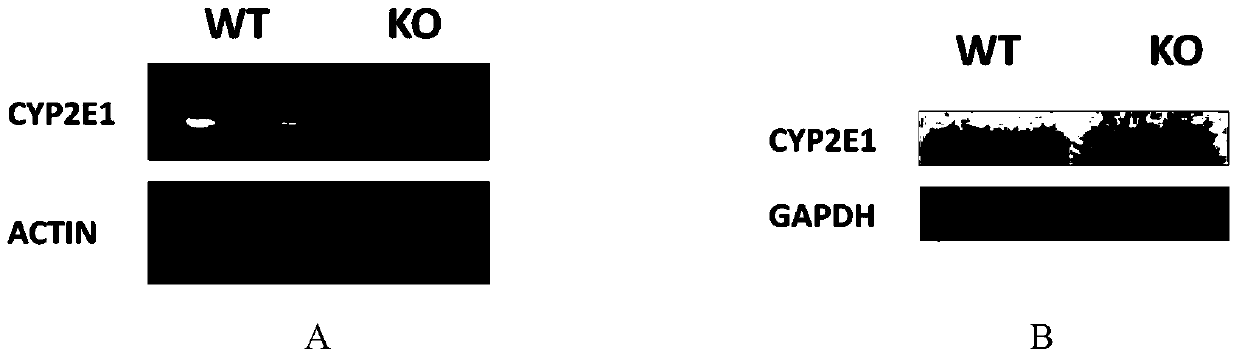 Cultivation method of cyp gene knockout rat and preparation method of liver microsome