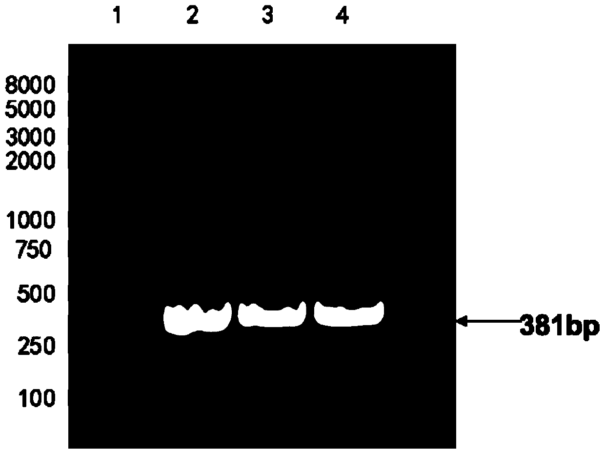 Real-time fluorescence RPA detection kit for aspergillus fumigatus as well as special primer and probe thereof