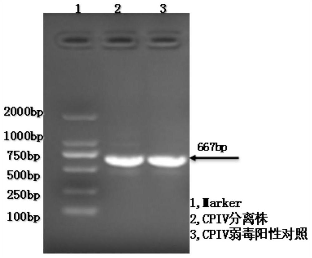 Attenuated strain of canine parainfluenza virus, its application and vaccine