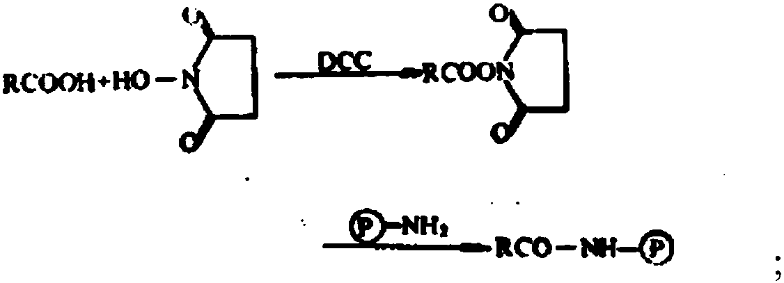 Stable preservation diluent and anti-nuclear antibody detection reagent, and preparation method and application thereof