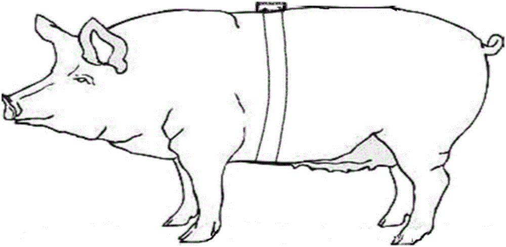 Device and method for monitoring of pig attitudes based on micro-inertial sensor