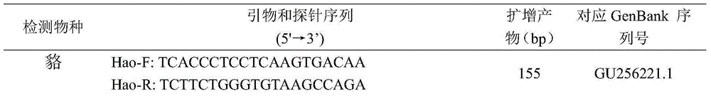 Fluorescent PCR (polymerase chain reaction) detection method, amplifier and probe for raccoon dogs