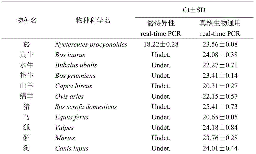 Fluorescent PCR (polymerase chain reaction) detection method, amplifier and probe for raccoon dogs