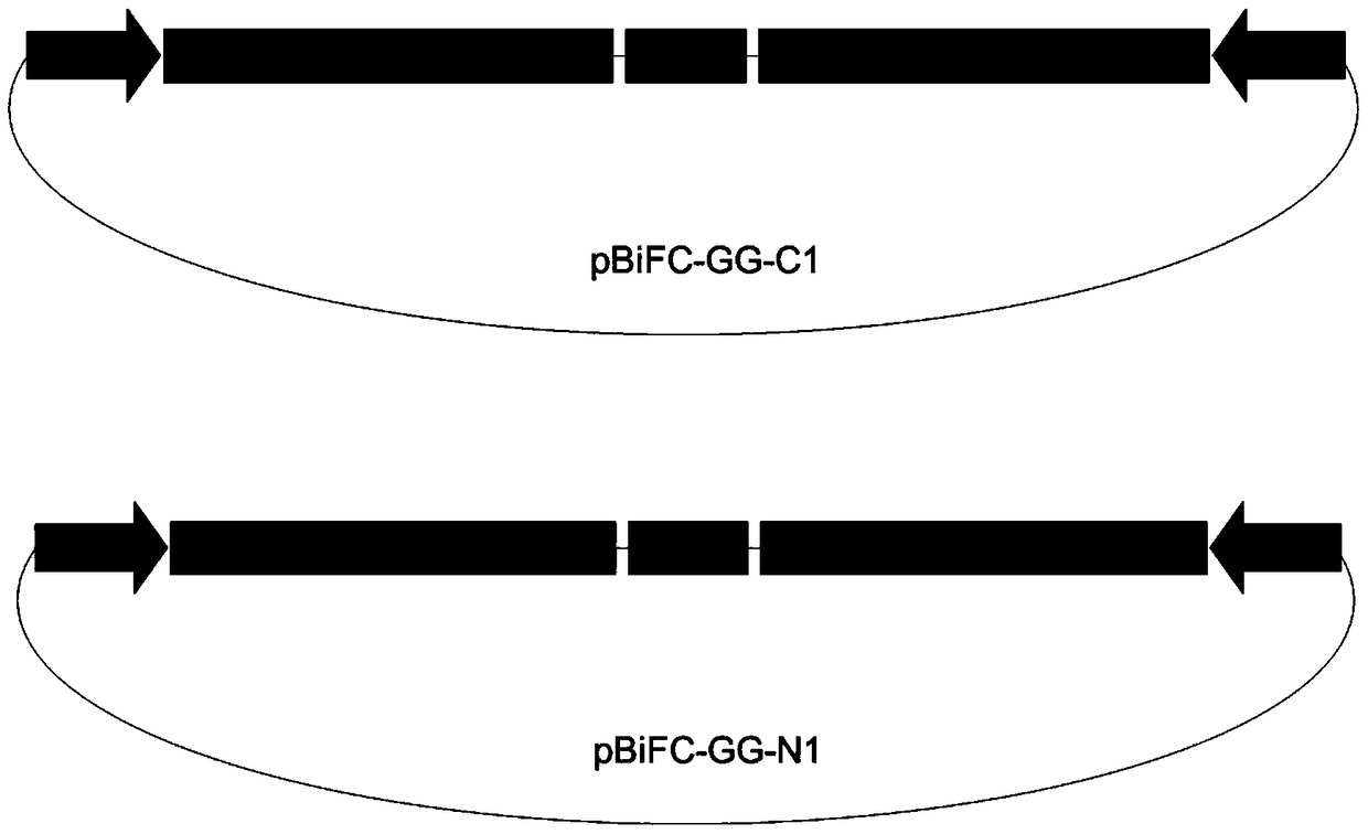 A kind of expression vector and its application for the study of bimolecular fluorescence complementation