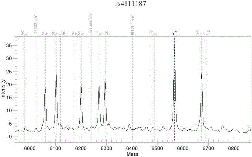 Method for simultaneously measuring gene polymorphism of tacrolimus action targets of person