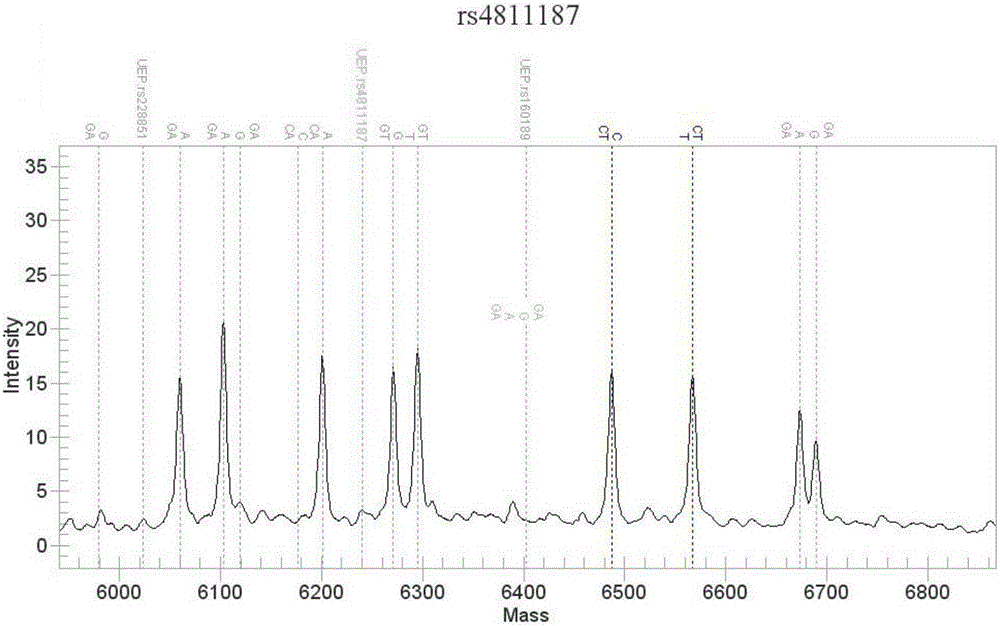 Method for simultaneously measuring gene polymorphism of tacrolimus action targets of person