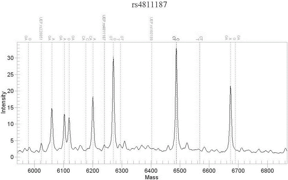 Method for simultaneously measuring gene polymorphism of tacrolimus action targets of person