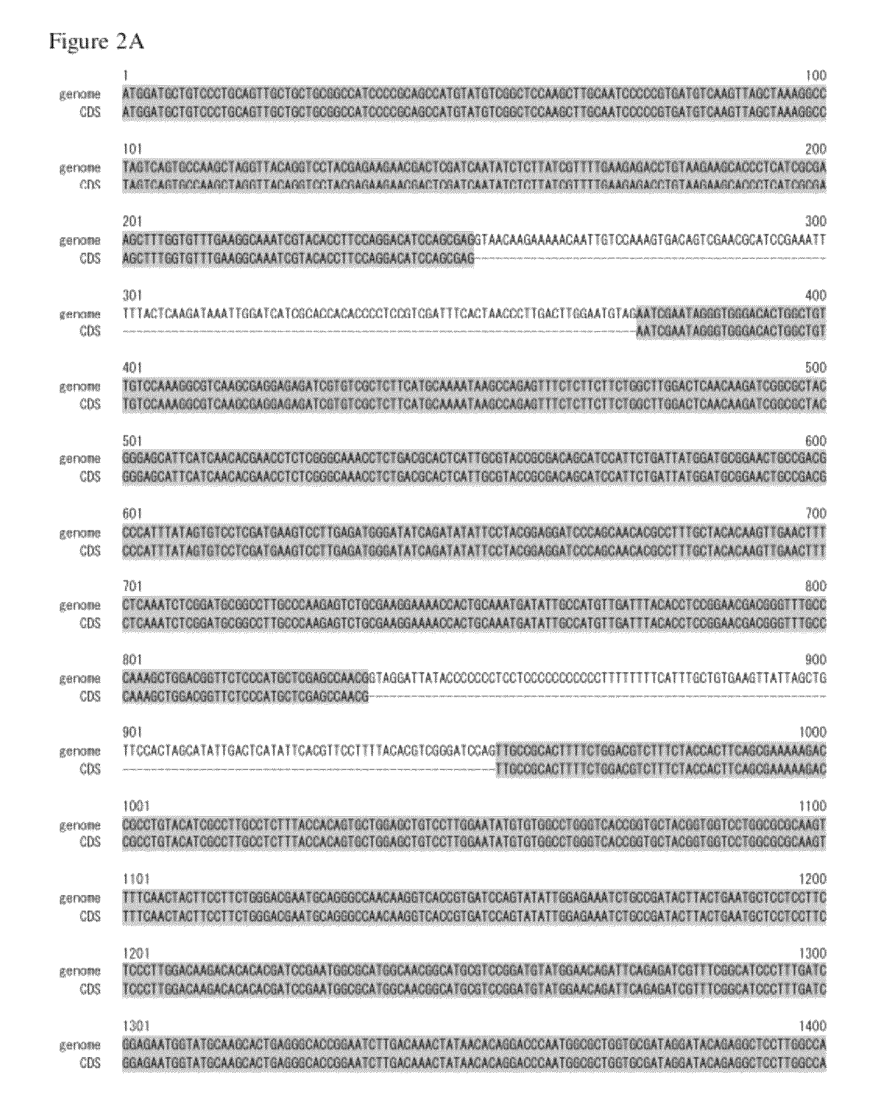 Polynucleotide encoding acyl-CoA synthetase homolog and use thereof