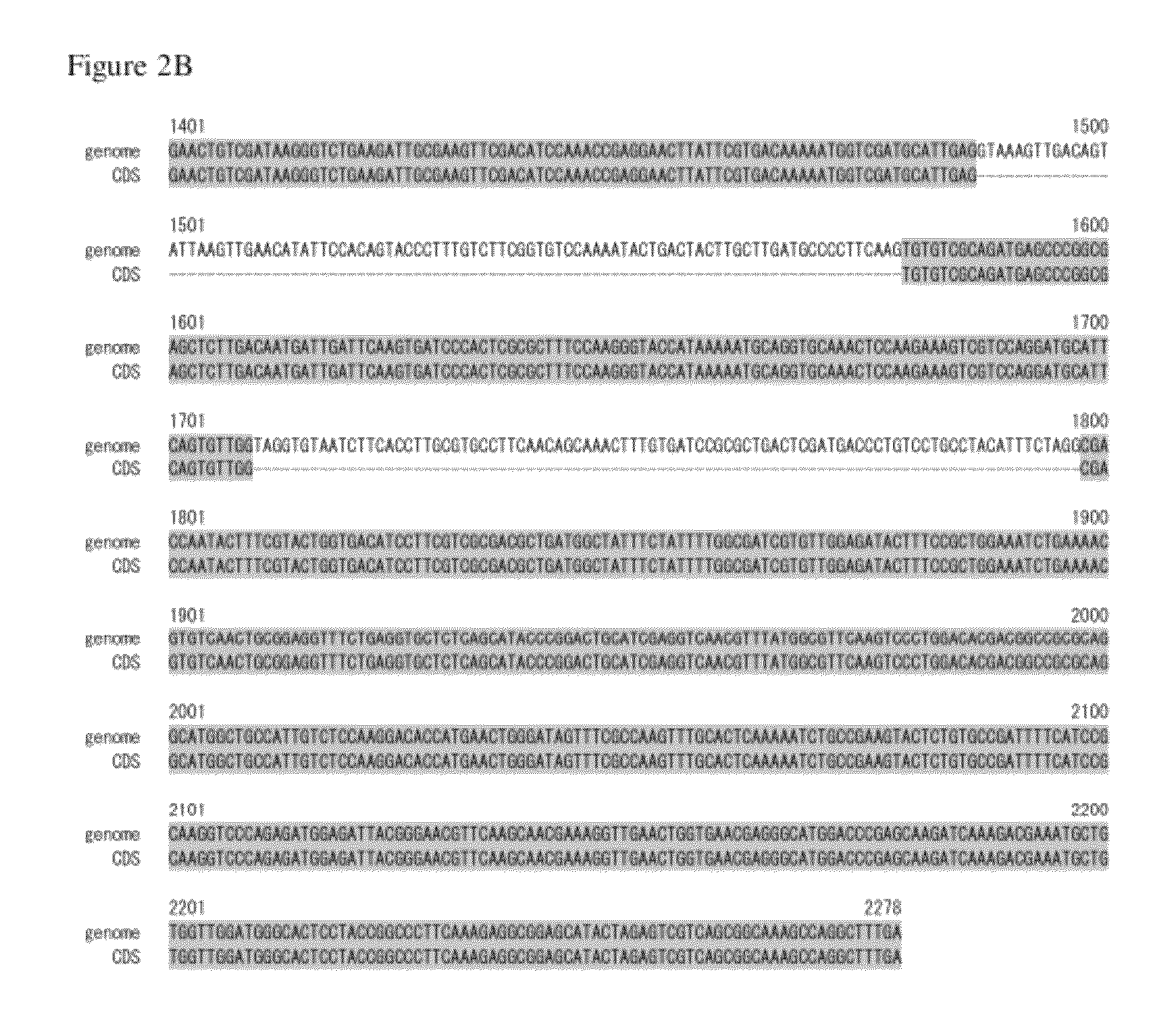 Polynucleotide encoding acyl-CoA synthetase homolog and use thereof