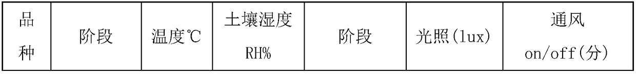 Production method for factorized square fungi bag cultivation of Dictyophora rubrovolvata