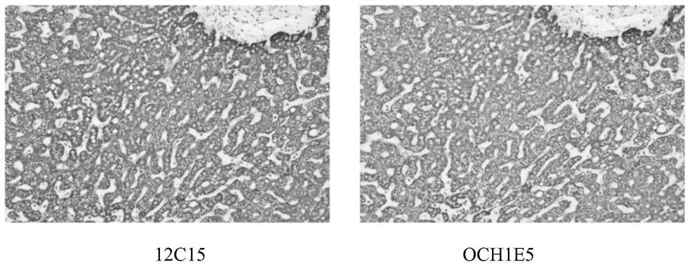 Cps-i antibodies and uses thereof