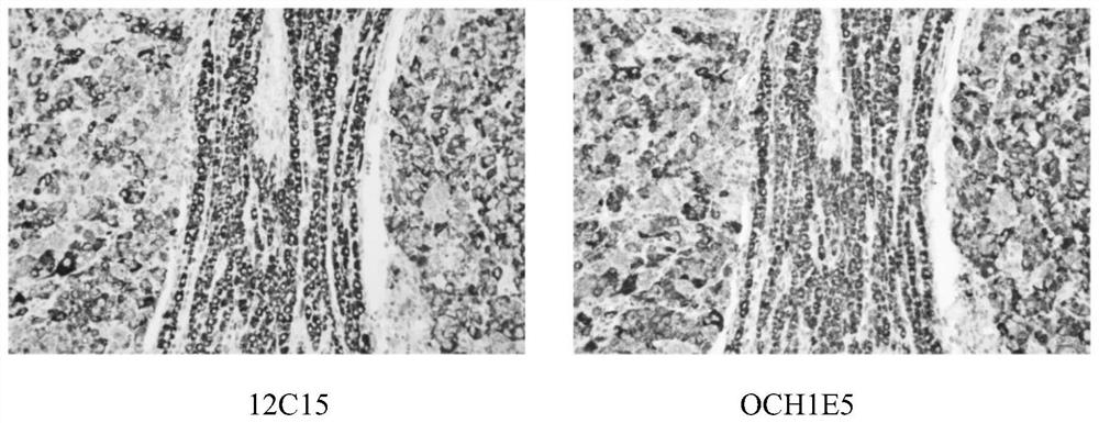 Cps-i antibodies and uses thereof