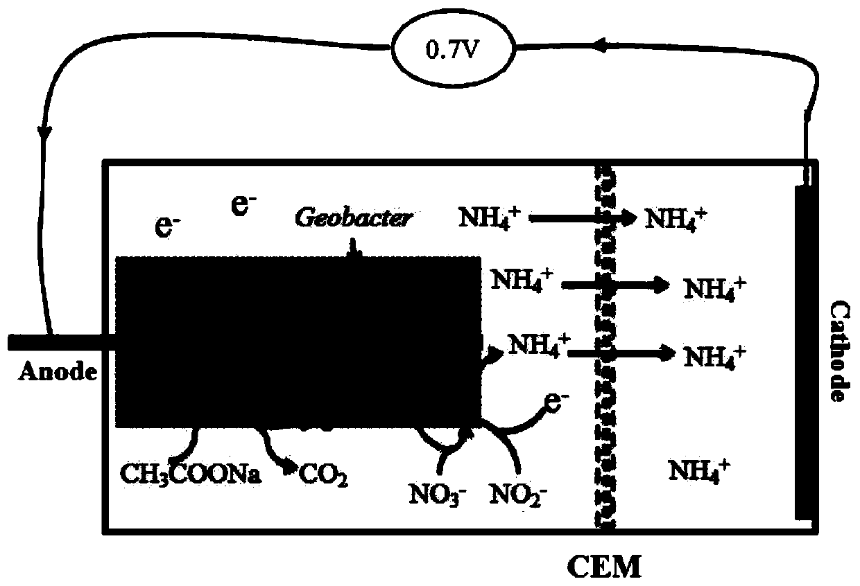 Method for recovering nitrate nitrogen in wastewater by electrochemical ammoniation of microorganisms