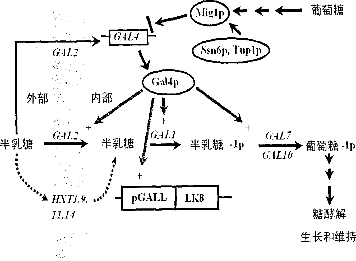 Method for reinforcing secretion efficiency of recombination exogenous protein in sprout fungi expression system