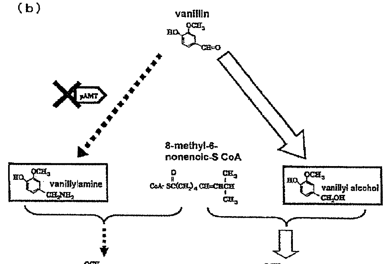 Genetically modified plant capable of biosynthesizing capsinoid