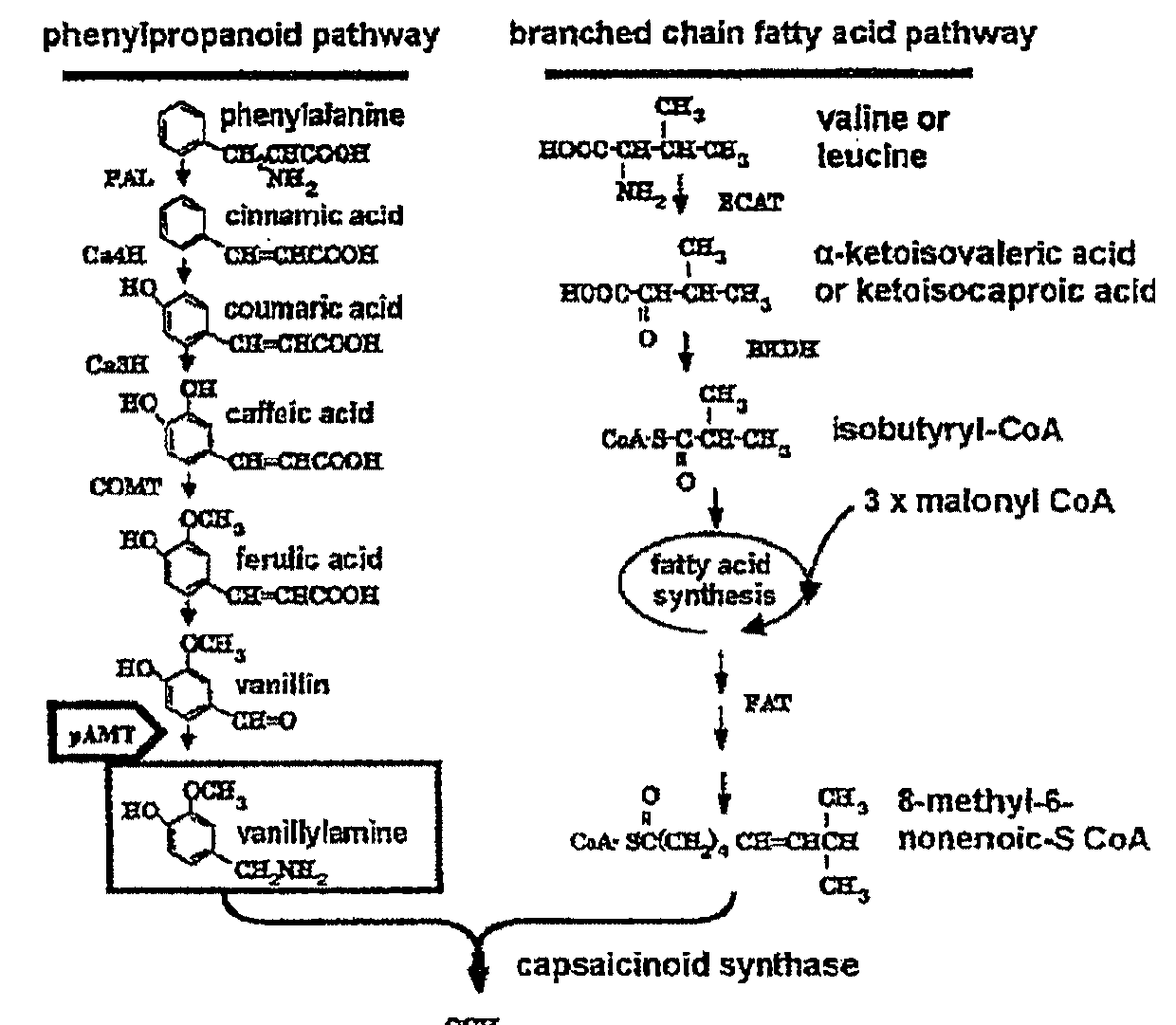 Genetically modified plant capable of biosynthesizing capsinoid