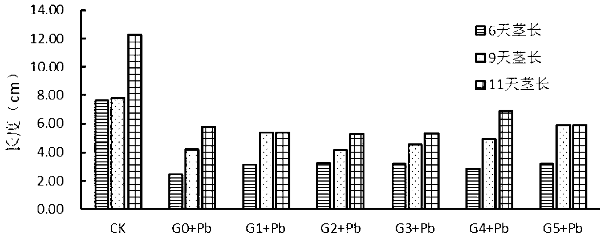 Method for relieving damage of leader stress to seed germination and seedling growth of fagopyrum tataricum