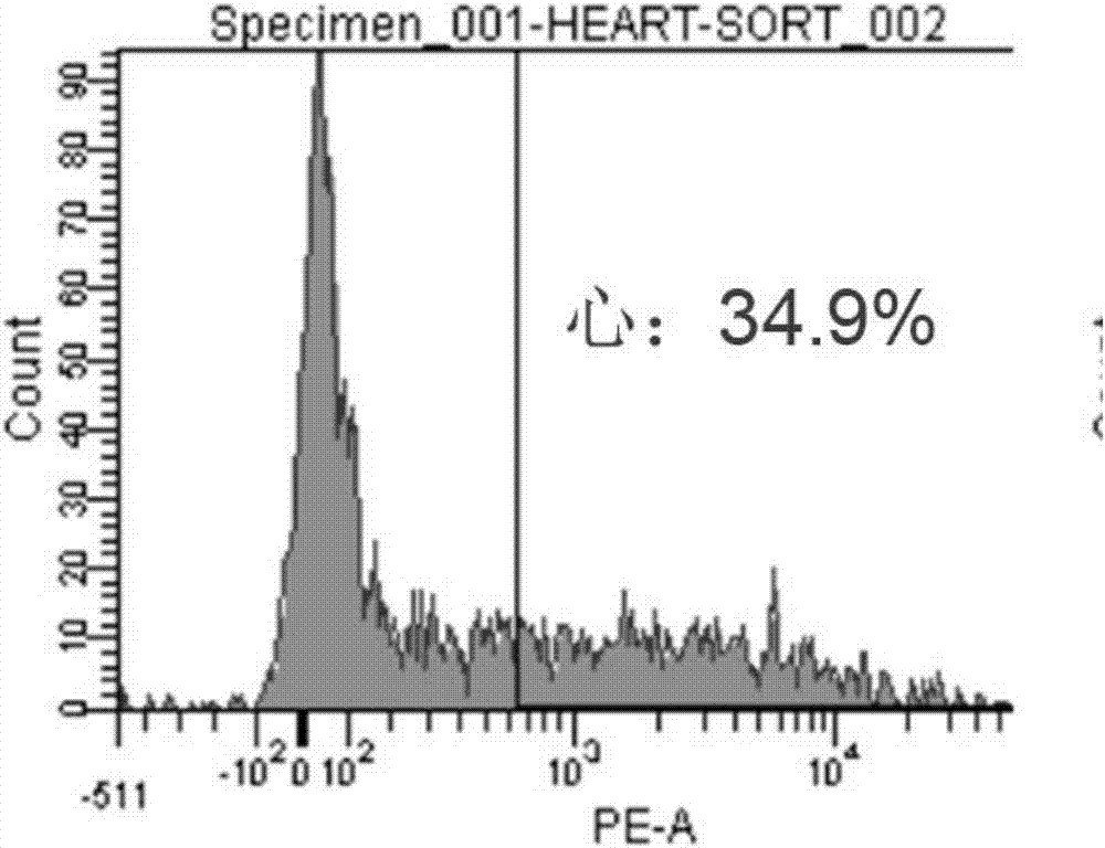 Method for sorting cardiac fibroblast CD90&lt;+&gt; subsets of mice and application of cardiac fibroblast CD90&lt;+&gt; subsets