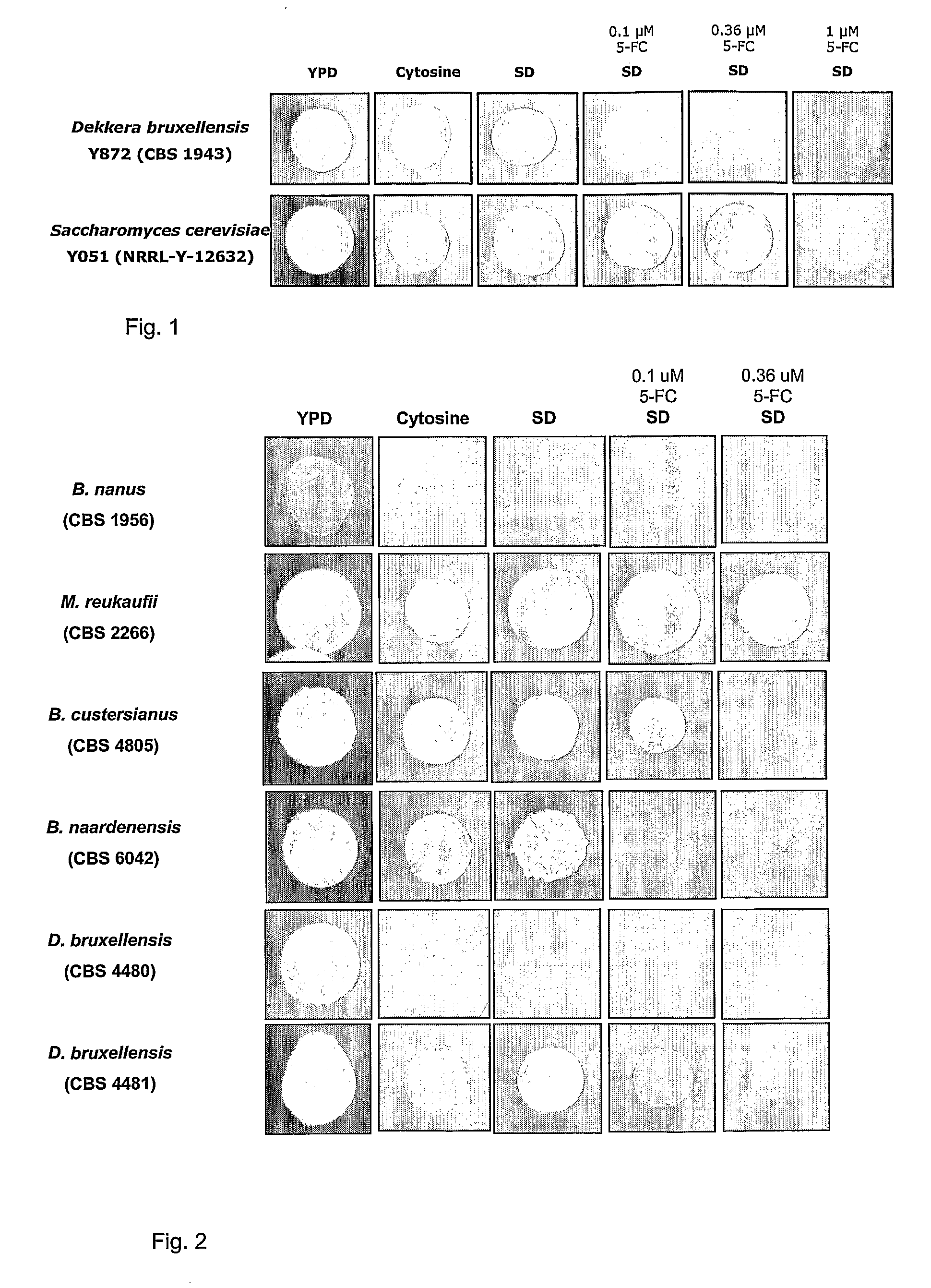 Dekkera/Brettanomyces Cytosine Deaminases And Their Use