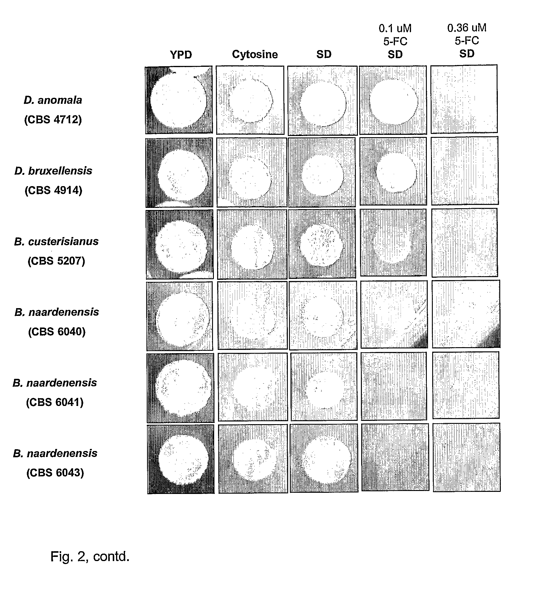 Dekkera/Brettanomyces Cytosine Deaminases And Their Use