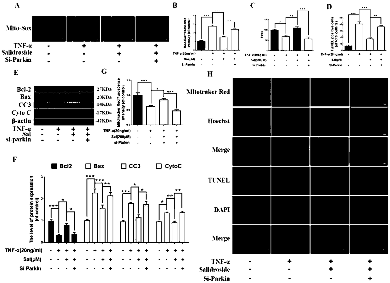 Application of salidroside to preparation of Parkin protein agonist drug