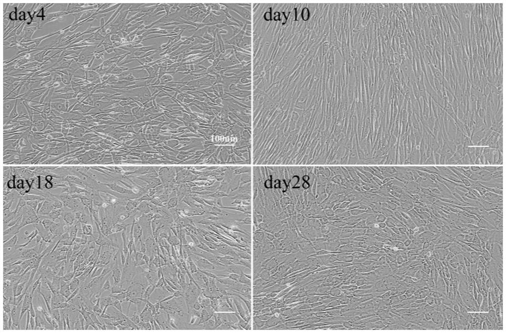 Method for inducing human placental mesenchymal stem cells to differentiate into hepatocytes in vitro and composition containing schisandrin B