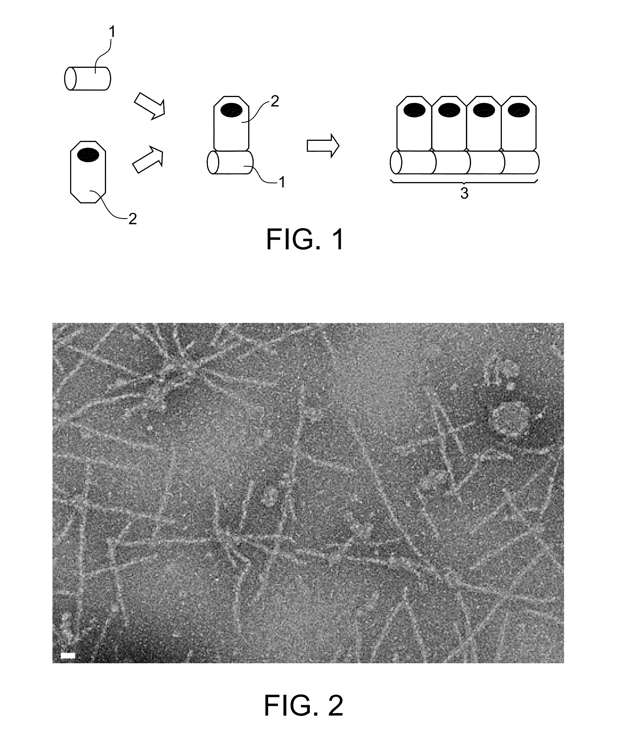 Biodegradable electroconducting nanowire, method of manufacture and uses thereof