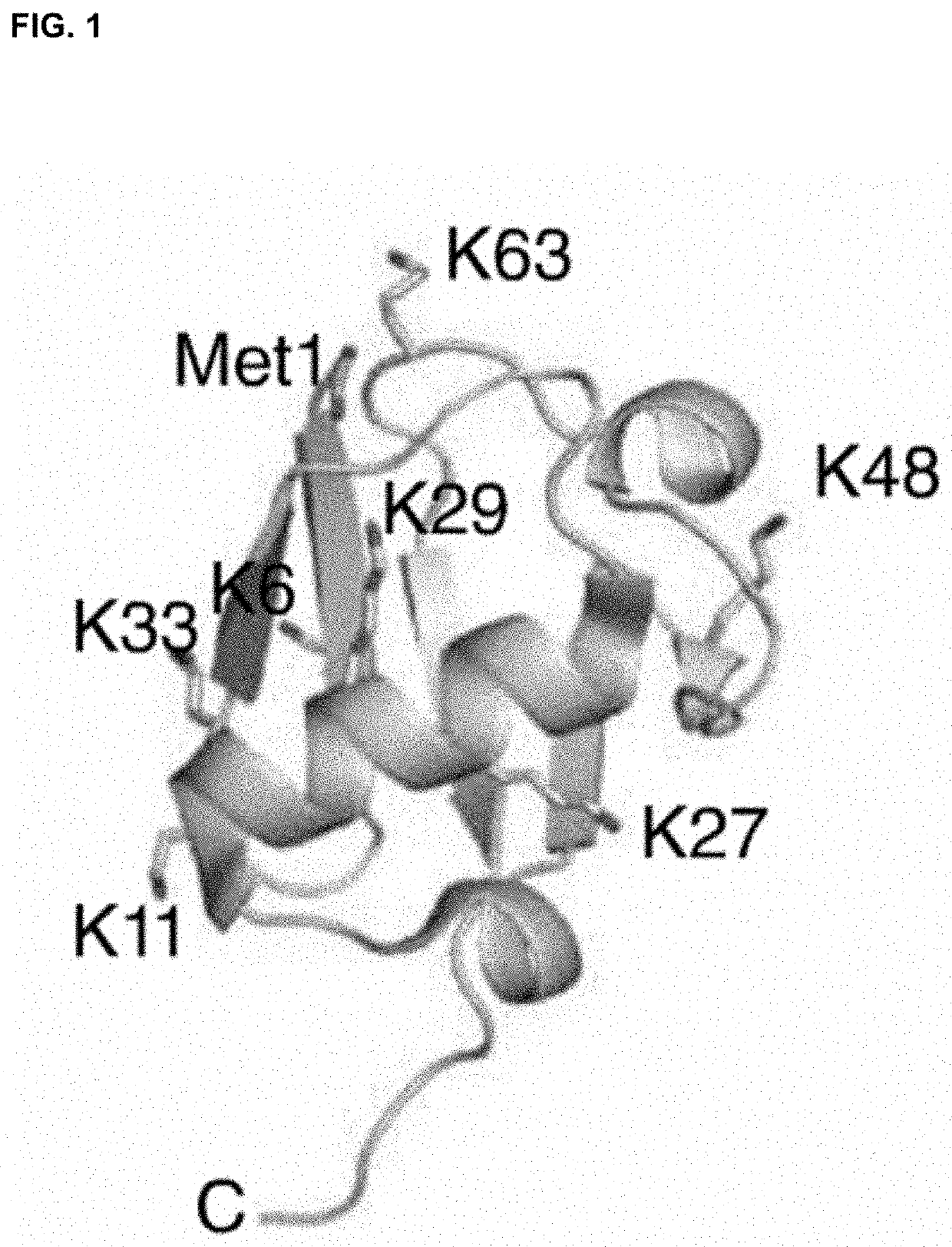 Compositions and methods for using engineered deubiquitinases for probing ubiquitin-dependent cellular processes